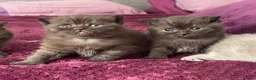 British Shorthair cats for sale: Gorgeous little munchkins - Advert 7