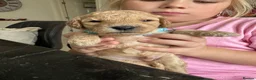 Cockapoo dogs for sale: Cockapoo puppies for sale - Advert 3