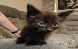 Mixed Breed cats for sale: Beautiful ragdoll bengal kittens  - Image 13