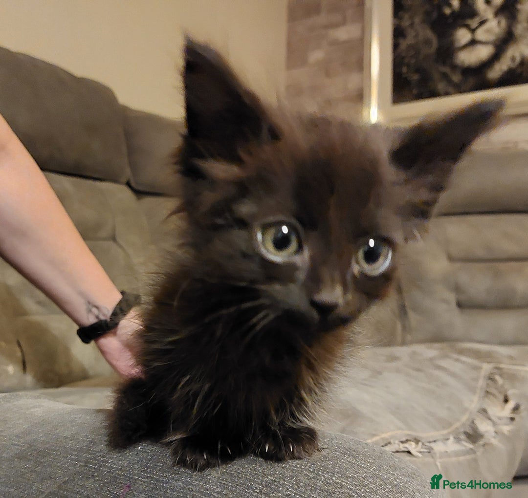 Mixed Breed cats for sale: Beautiful ragdoll bengal kittens  - Image 13