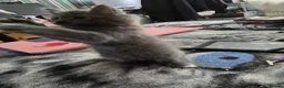 Persian cats for sale: Gorgeous Persian x Kittens Ready now  - Advert 7