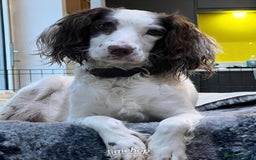 Sprocker dogs for sale: Beautiful Sprocker Spaniel pups - Image 7