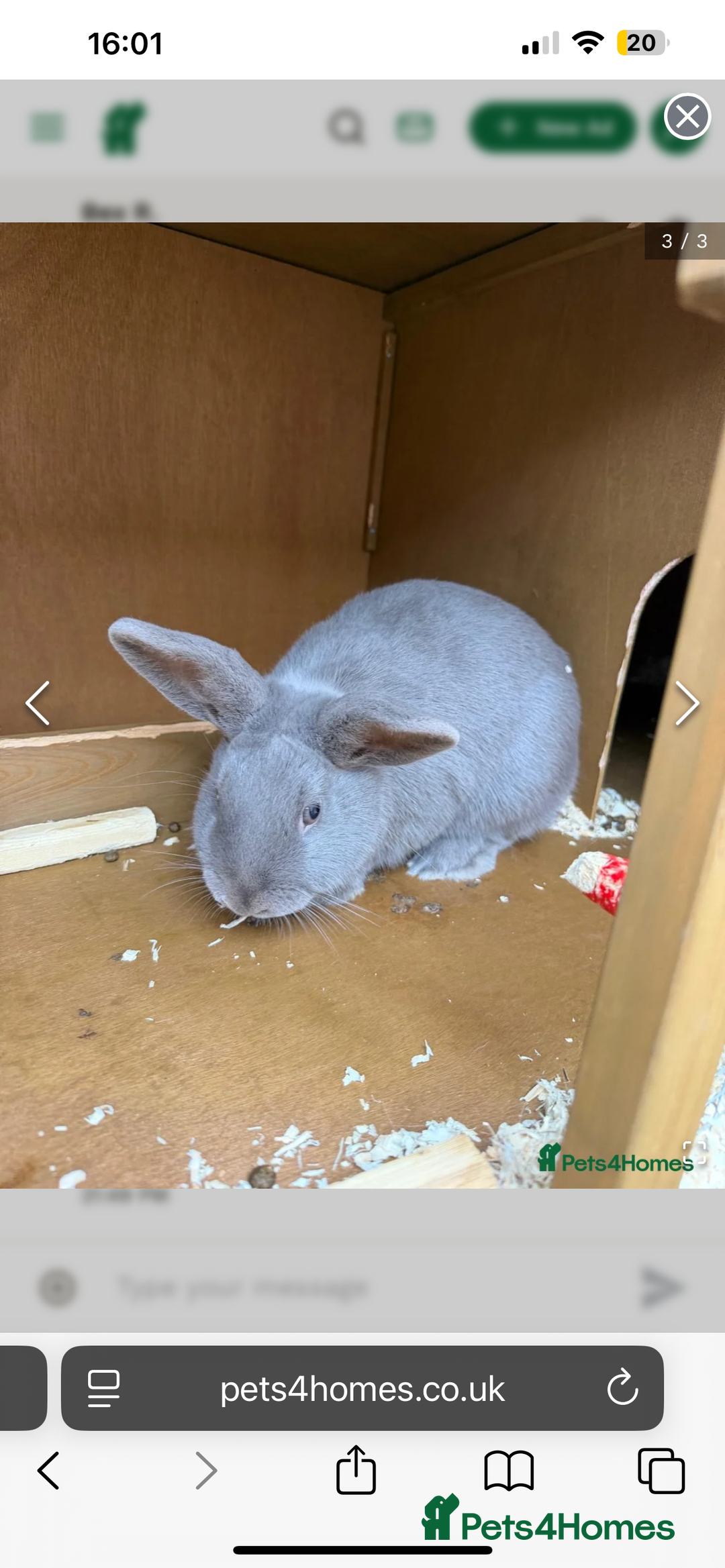 Mixed Breed rabbits for sale: Bunnies for Sale - Advert 1