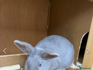 Mixed Breed rabbits Bunnies for Sale - Advert 2