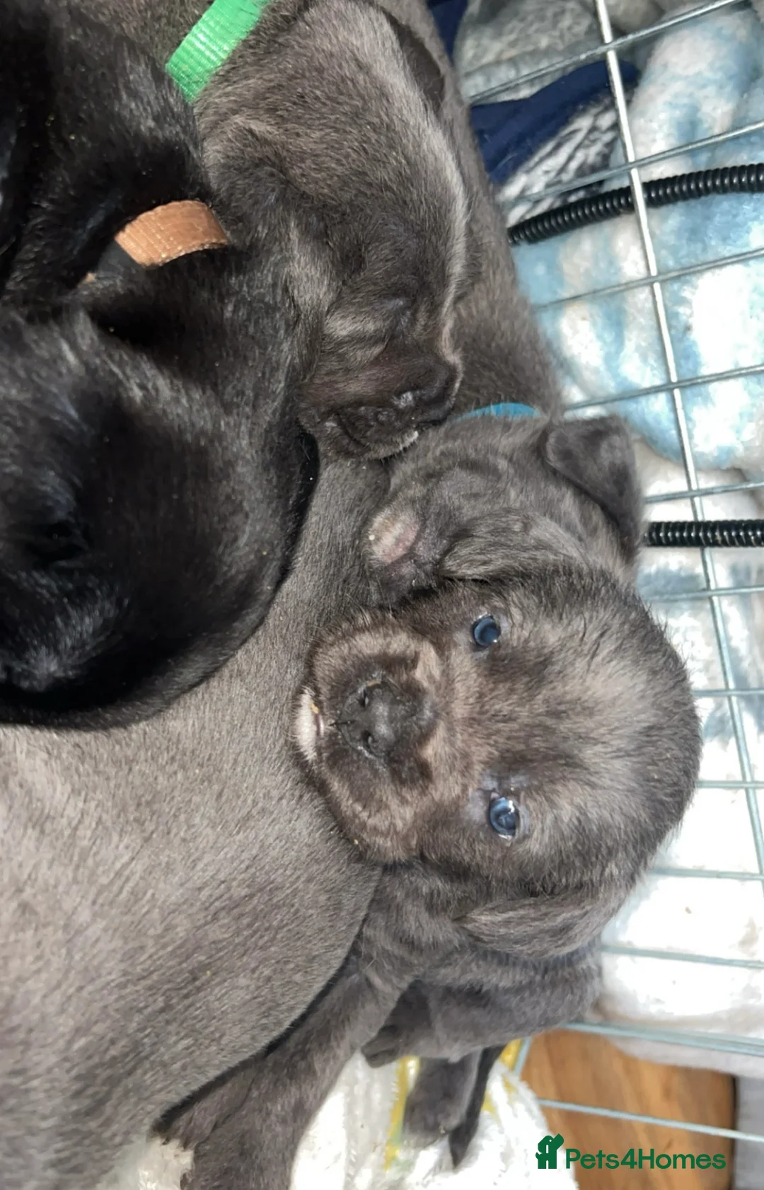 Mixed Breed dogs for sale: Cane Corso puppy - Advert 3