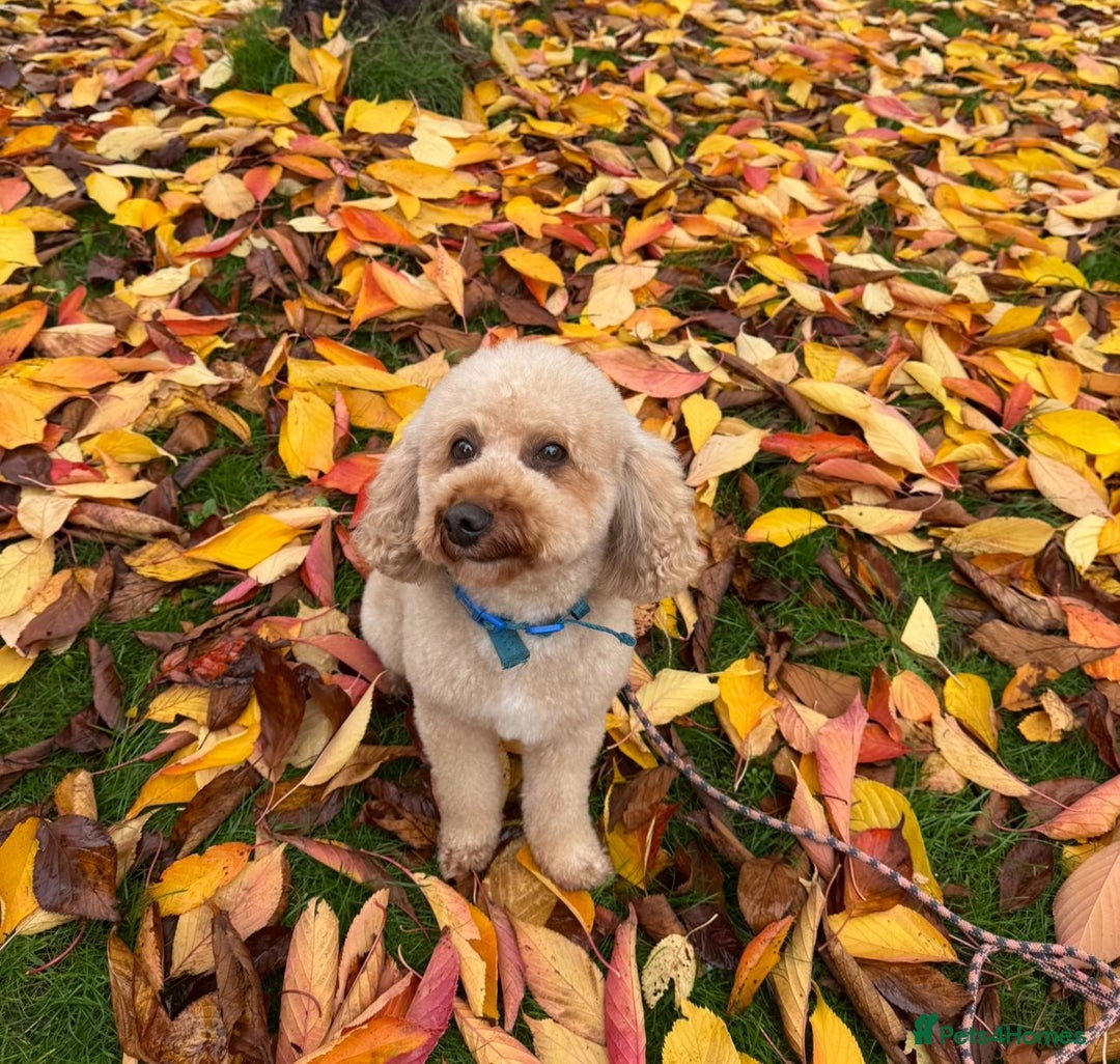 Miniature Poodle dogs for stud: Our Very handsome, charming Red Miniature Poodle  in Warrington - Advert 39