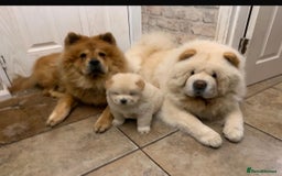 Chow Chow dogs for sale: 4 FEMALES POLAR WHITE CHOW CHOW  - Image 15