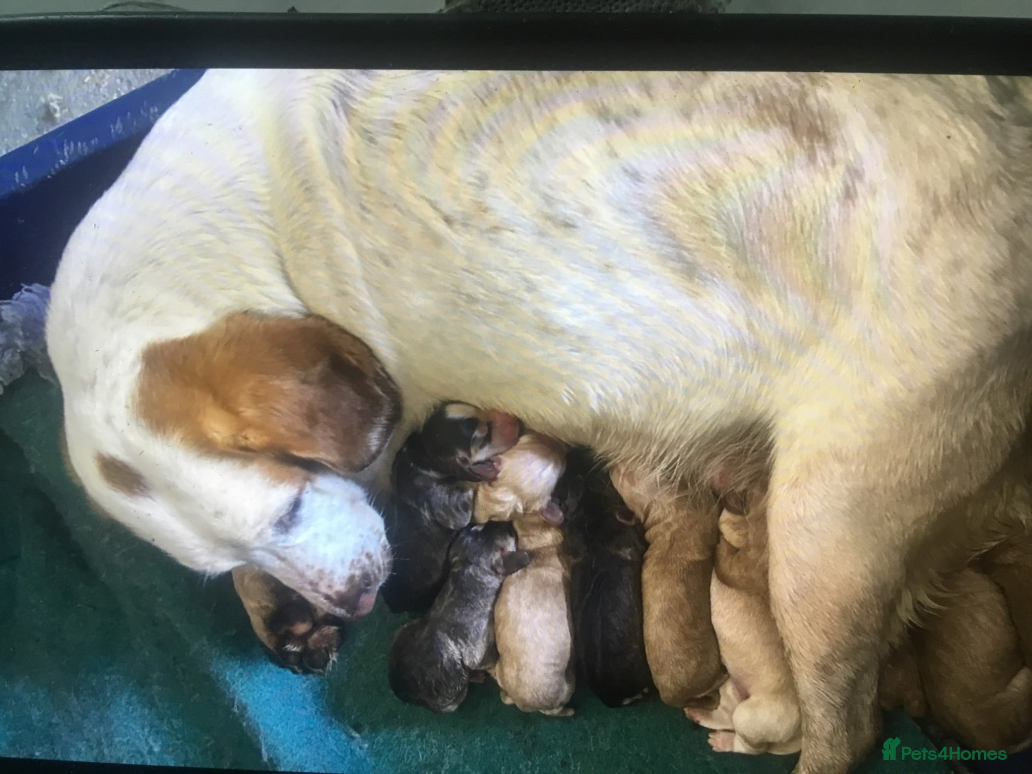 Mixed Breed dogs Chunky & strong Cockerdor pups - Advert 2