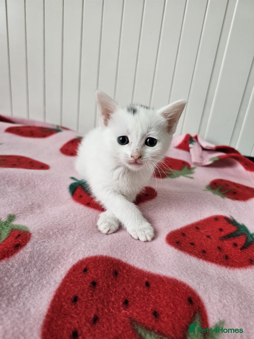 Mixed Breed cats for sale: Two beautiful litters of kittens😻🐱😹 - Image 7