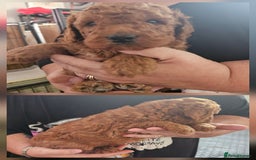 Double Doodle dogs for sale: Springfield Doodles  - Image 9