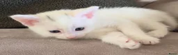 Turkish Angora cats for sale: He is ready to go  - Advert 10