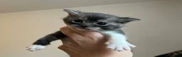 British Shorthair cats for sale: Beautiful litter of kittens  in Sittingbourne - Advert 4