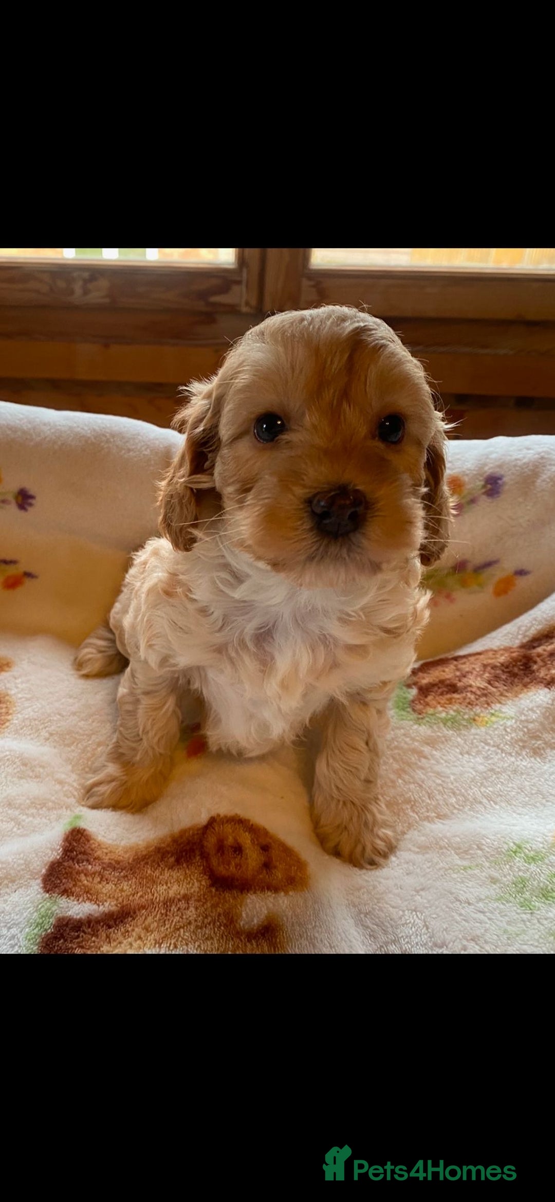 Cavapoo dogs for sale: Cavapoo puppies  - Image 8