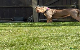 Mixed Breed dogs for sale: Beautiful Staffordshire bull terrier.  - Image 5