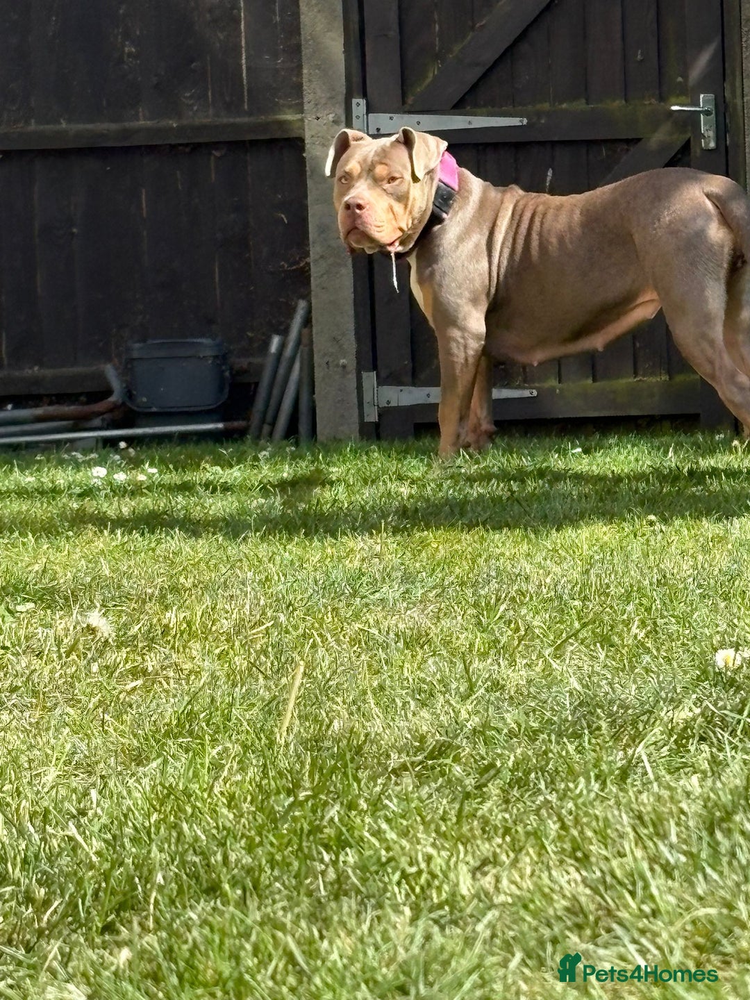 Mixed Breed dogs for sale: Beautiful Staffordshire bull terrier.  - Image 5