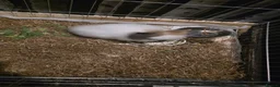 Lionhead rabbits for sale: Lion head rabbit 9 weeks female  - Advert 1