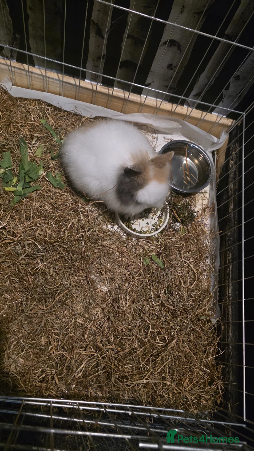 Lionhead rabbits for sale: Lion head rabbit 9 weeks female  - Advert 1