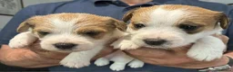 Jack Russell dogs for sale: K.C Registered Jack Russell puppies - Advert 8