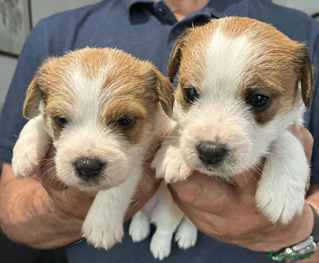Jack Russell dogs for sale: K.C Registered Jack Russell puppies - Advert 8