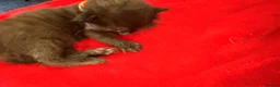 Mixed Breed cats for sale: 1/4 Maine coon cross mixed breed  - Advert 19