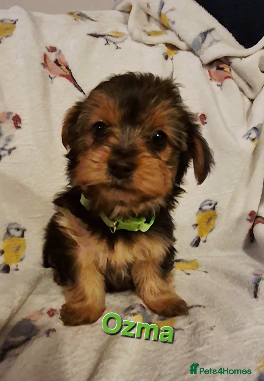 Yorkshire Terrier dogs for sale: 6 GORGEOUS YORKSHIRE TERRIER PUPS. STANDARD SIZE! - Advert 2