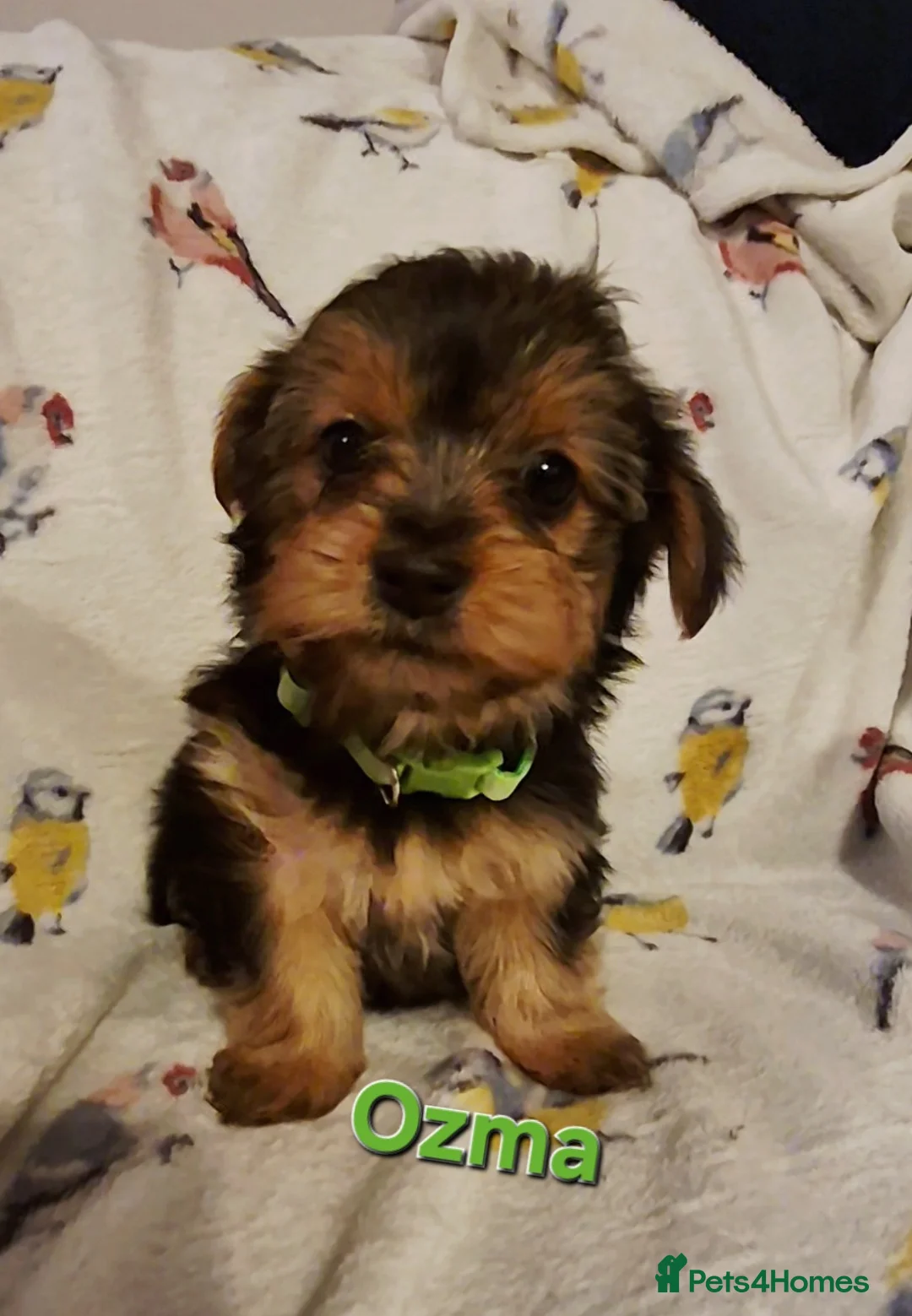 Yorkshire Terrier dogs for sale: 6 GORGEOUS YORKIE PUPS. 1 REMAINING - Advert 9