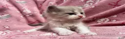 Ragdoll cats for sale: Mink & traditional ragdoll kittens  - Advert 13
