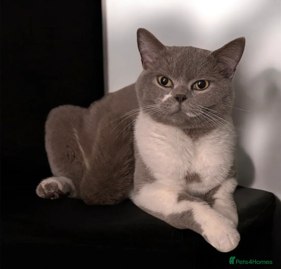 British Shorthair cats for sale: British shorthair mix kittens  - Advert 1