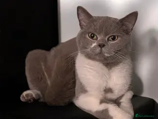 British Shorthair cats British shorthair mix kittens - Advert 13