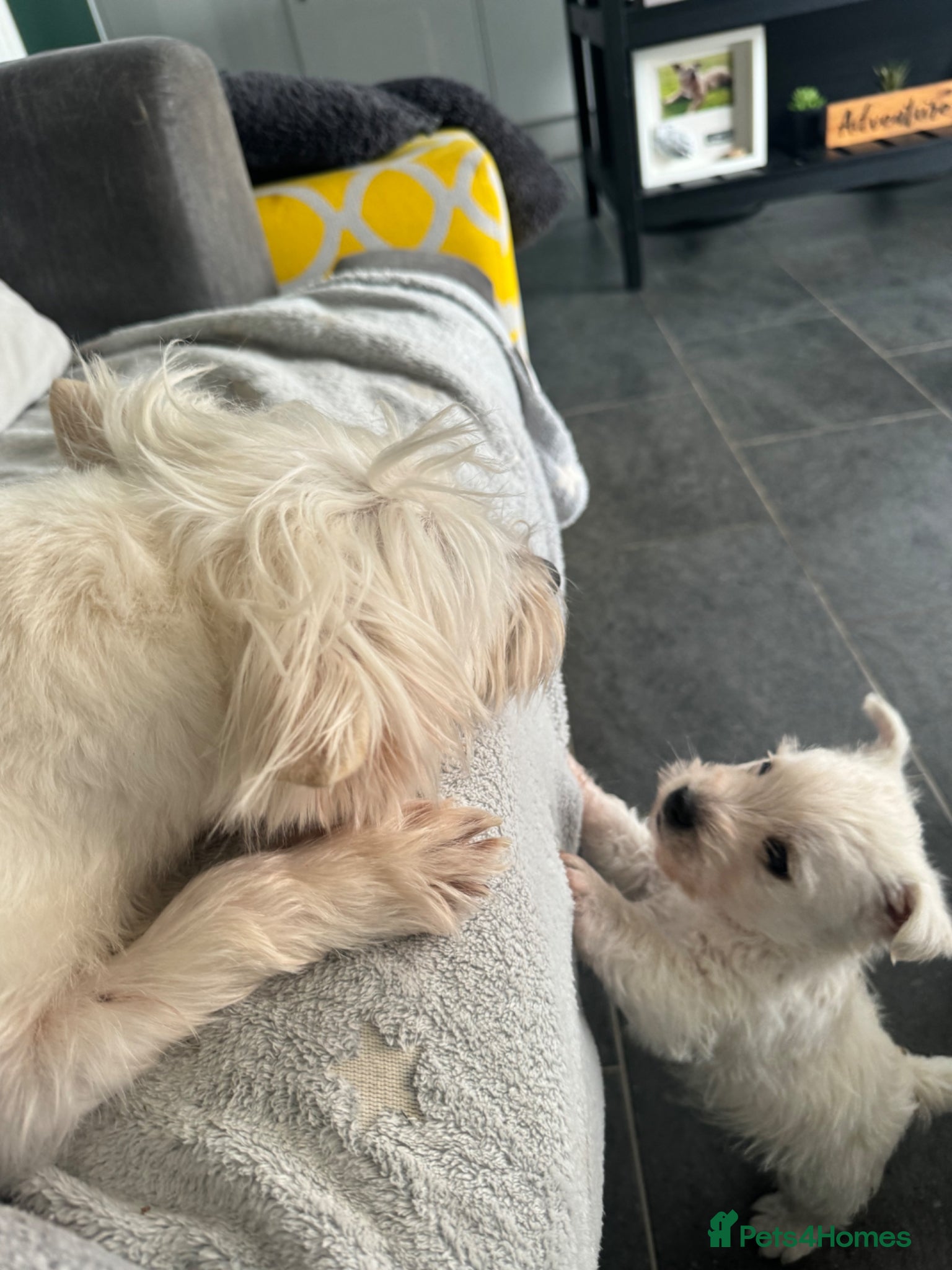 West Highland Terrier dogs 3 Wonderful Westie Pups - Advert 2