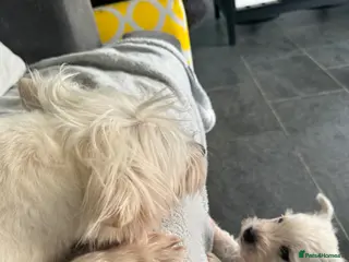 West Highland Terrier dogs 3 Wonderful Westie Pups - Advert 2