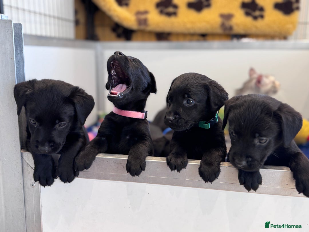Labrador Retriever dogs for sale: Gorgeous KC Registered Labrador Retriever Puppies - Image 8