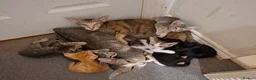 Oriental cats for sale: Beautiful Oriental Cross kittens - Advert 9