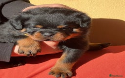 Rottweiler dogs for sale: 🐾 Adorable Rottweiler Puppies Ready! 🐾 - Image 3