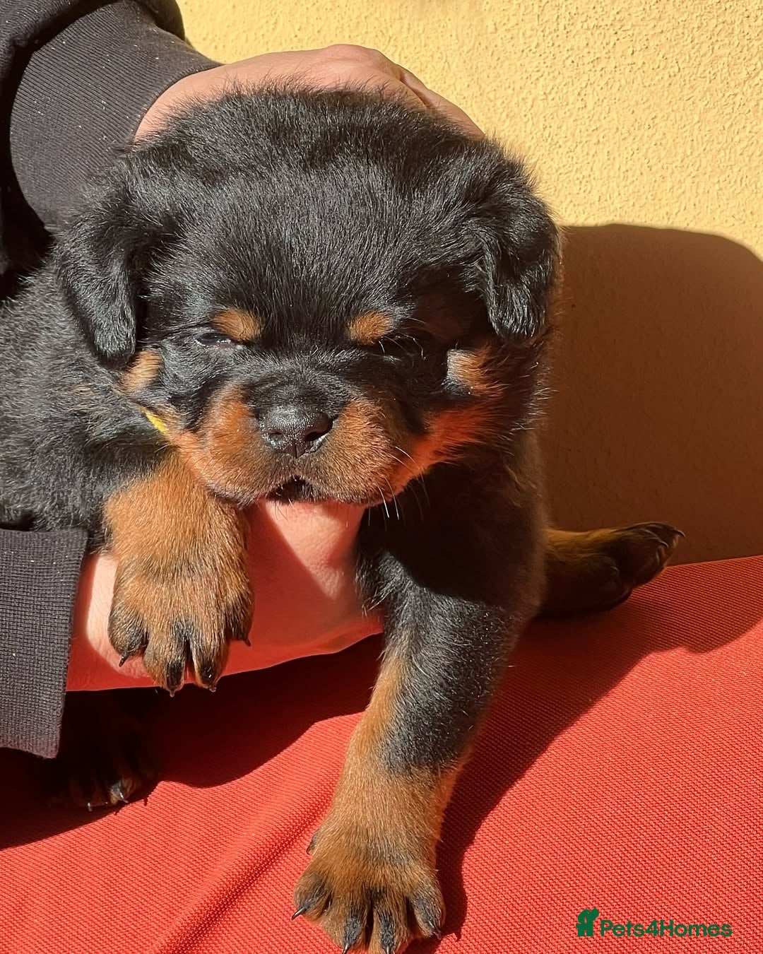 Rottweiler dogs for sale: 🐾 Adorable Rottweiler Puppies Ready! 🐾 - Image 3