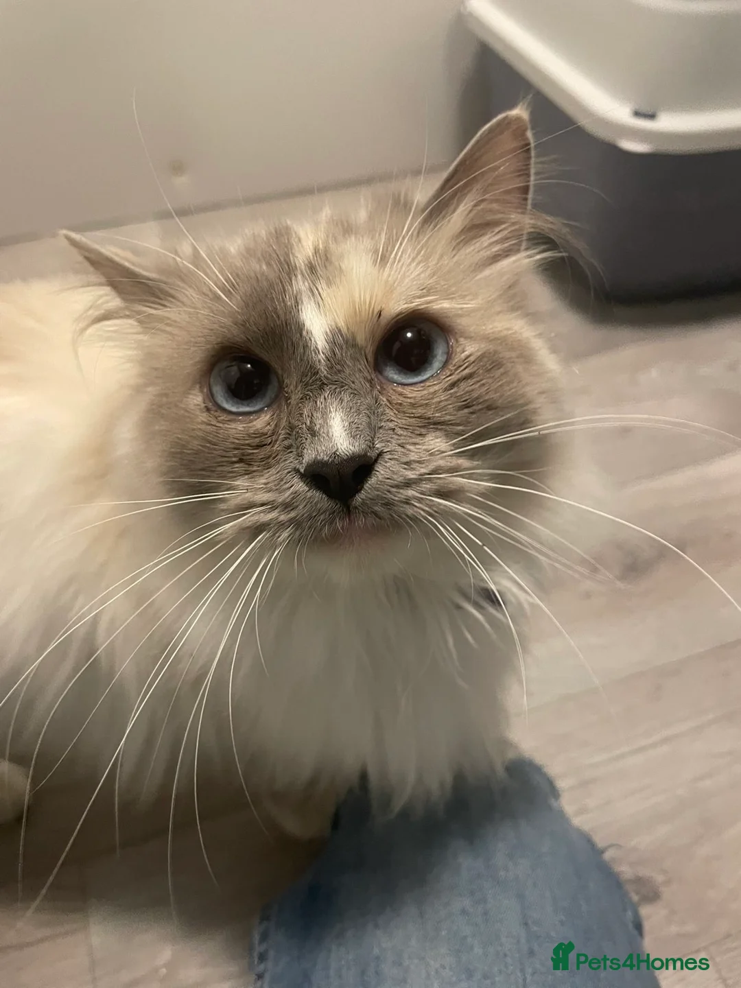 Ragdoll cats for sale: Blue Tortie full ragdoll female  - Advert 3