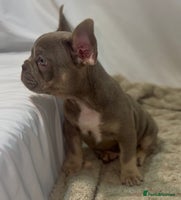 French Bulldog dogs 💕🐾 Stunning French bulldogs 🐾💕 - Advert 13