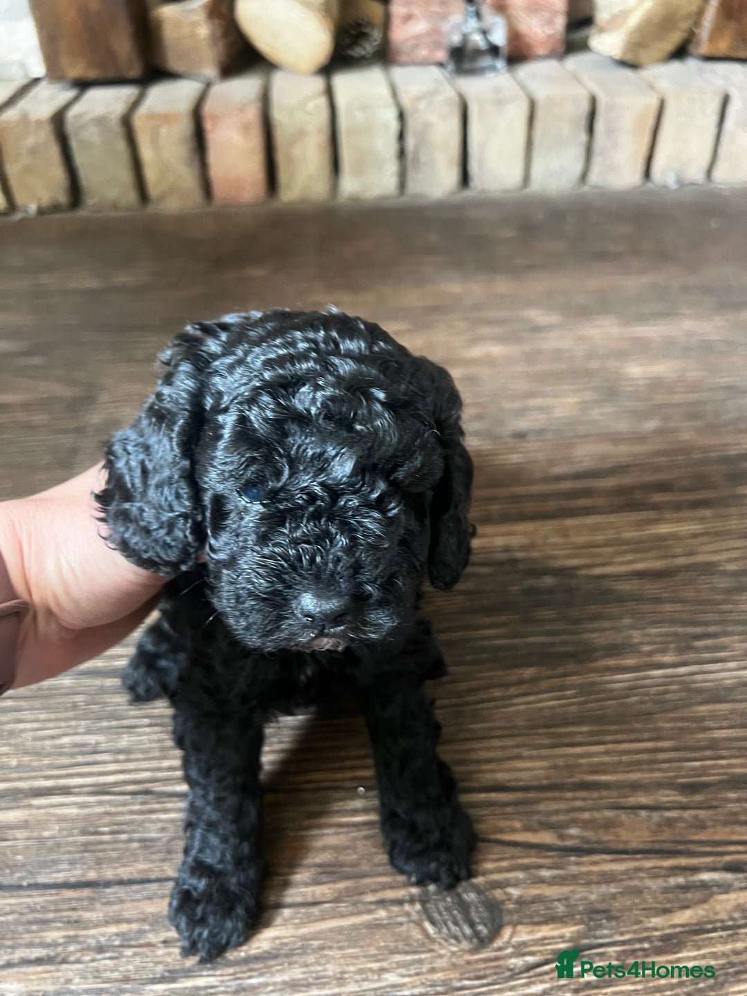 Cockapoo dogs for sale: Reduced!!! Last 2 ready now, F1B Cockapoos in Whitley Bay - Image 11