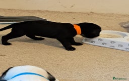 Mixed Breed dogs for sale: Splurcherpoo puppys - Image 26