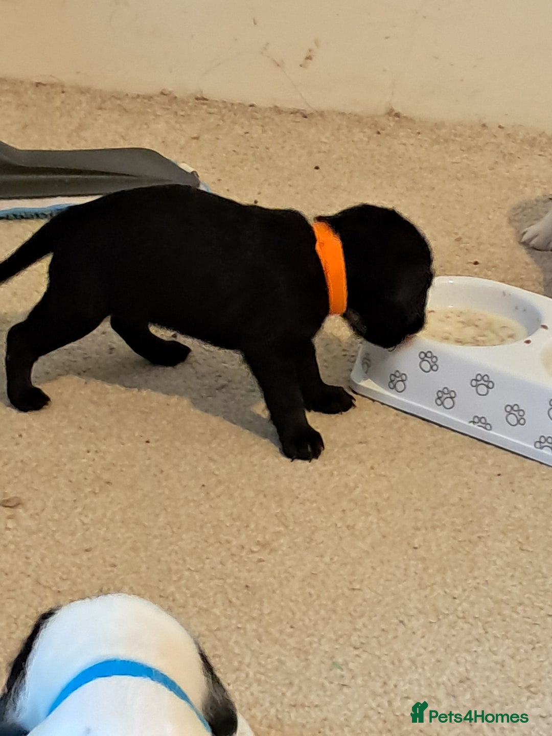 Mixed Breed dogs for sale: Splurcherpoo puppys - Image 26