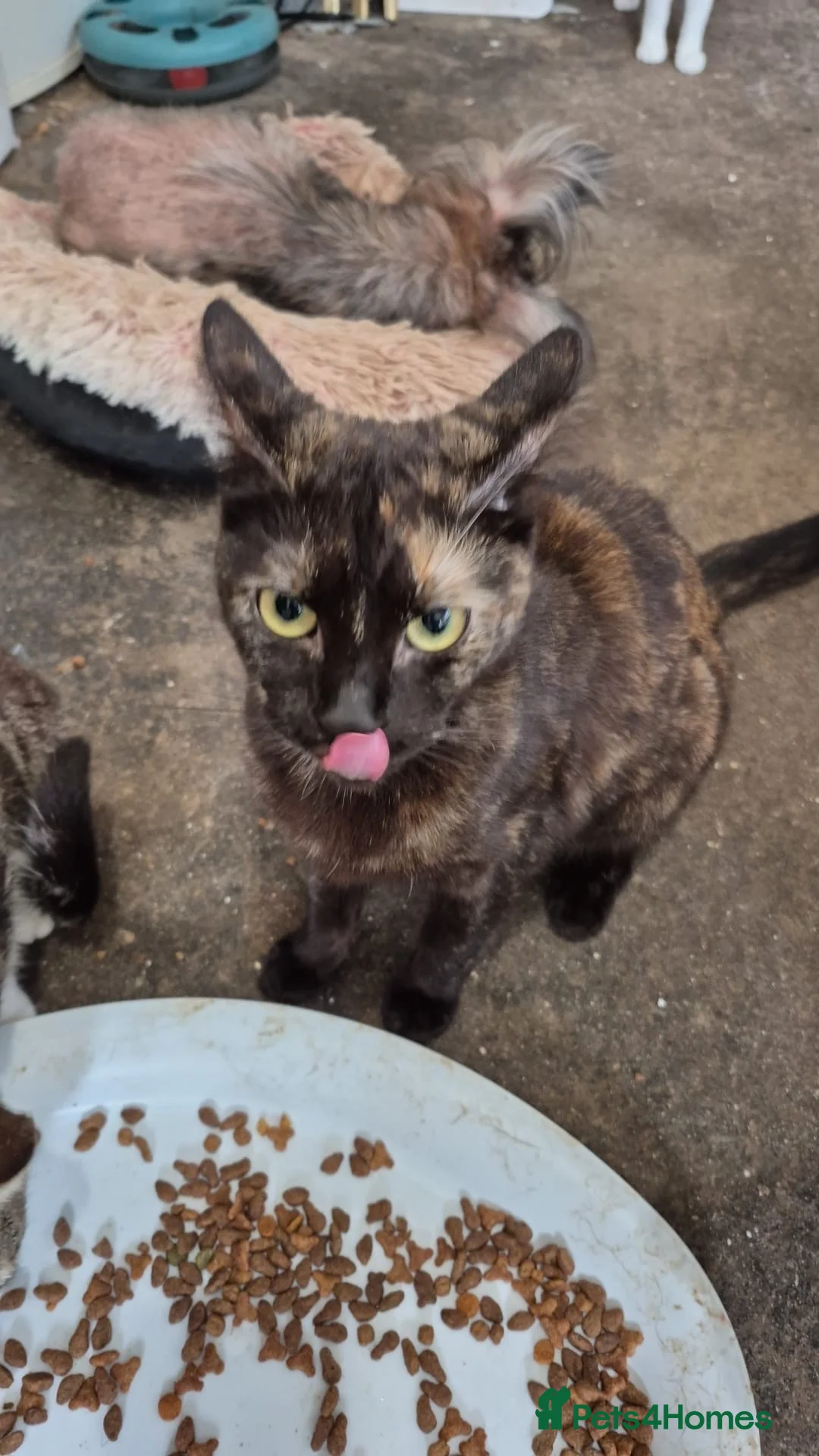 Mixed Breed cats for sale: Due to no fault of there own  - Advert 1