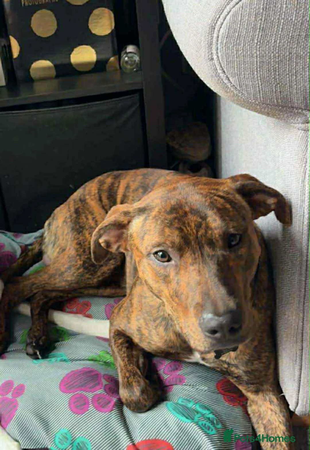 Mixed Breed dogs for sale: Looking for a loving home  - Advert 8