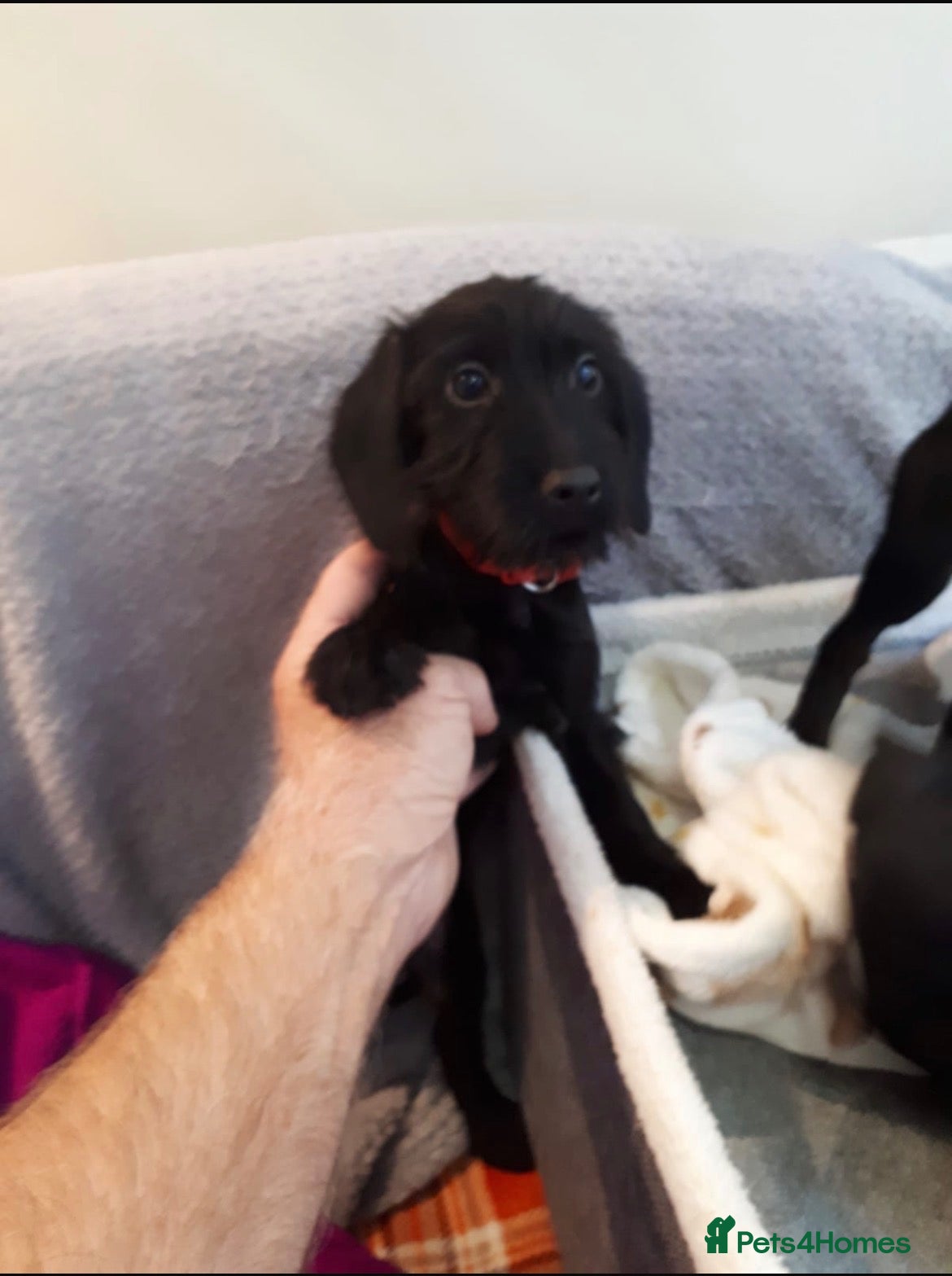 Mixed Breed dogs Beautiful miniature Doxiepoo puppies - Advert 2