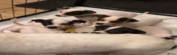 Jack Russell dogs for sale: Jack Russell puppies  in Epsom - Advert 3