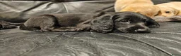 Mixed Breed dogs for sale: READY TO GO - 3 Beagador/miniature poodle puppies - Advert 10
