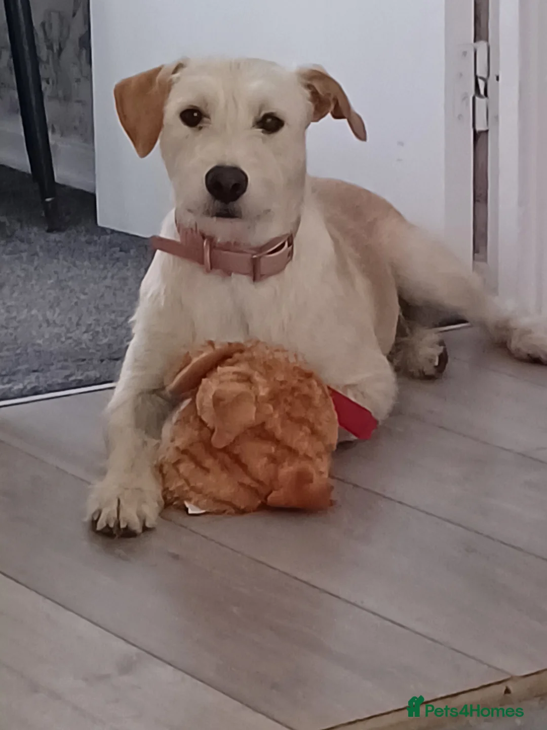 Mixed Breed dogs for adoption: Sweet Pippa looking for LOVE - Advert 2