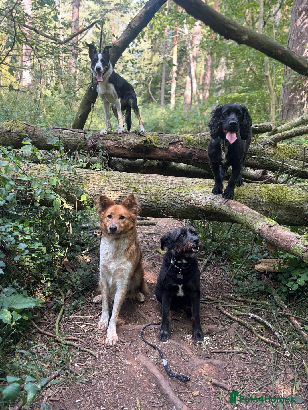 Canaan Dog dogs for sale: URGENT HOME NEEDED - Advert 8