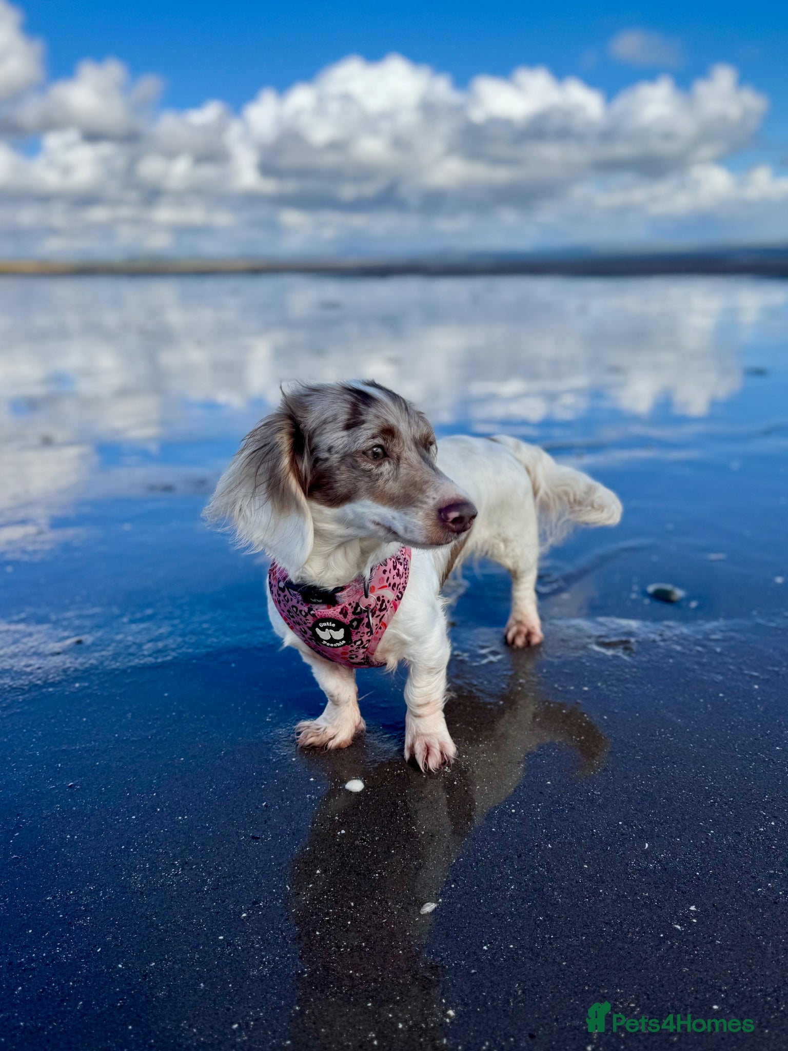 Miniature Dachshund dogs Pretty Miniature Dachshund  - Advert 14