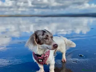 Miniature Dachshund dogs Pretty Miniature Dachshund - Advert 1