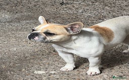 French Bulldog dogs for sale: Female frenchy - Image 2